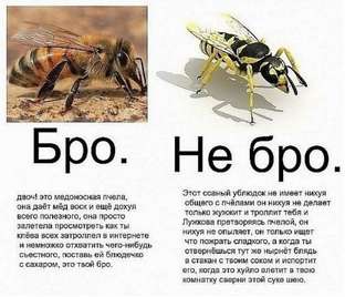 Привет бро что означает